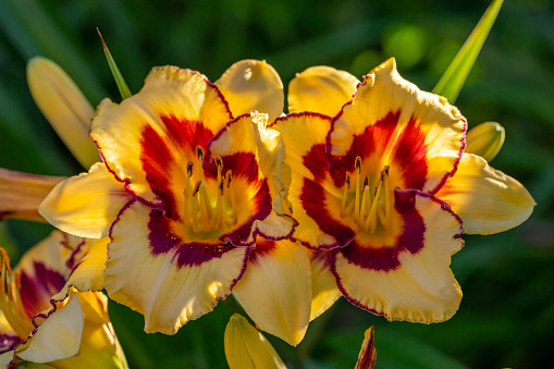 Beautiful View orange daylily flowers in garden