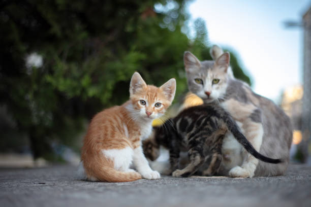 istock Stray cat family. 1676681399