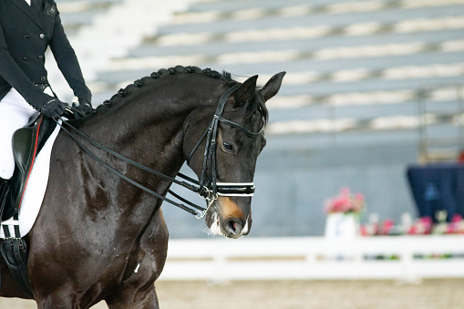 A stock photo of a horse and rider in a dressage test competition