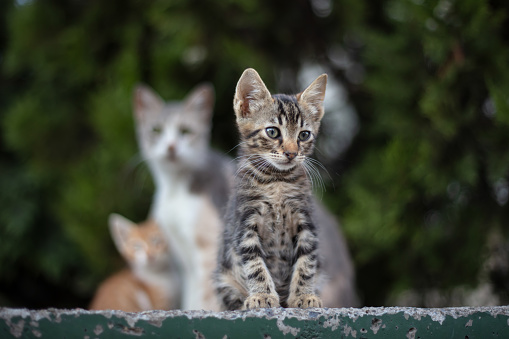 White-ginger kitty is standing on the roof edge, horizon and clouds in background. Sunny day