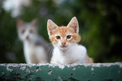 Stray cat family on the street.