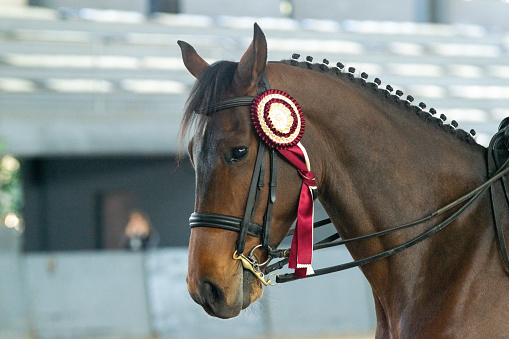 dressage horses