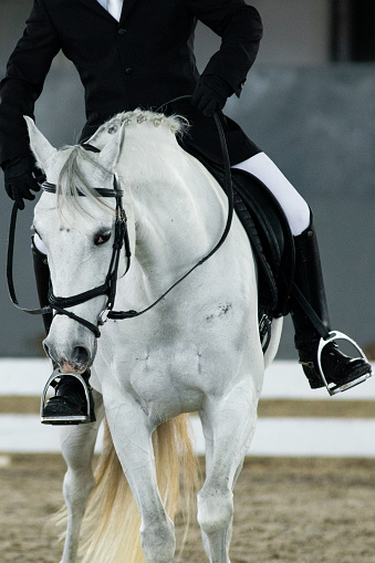 dressage horses