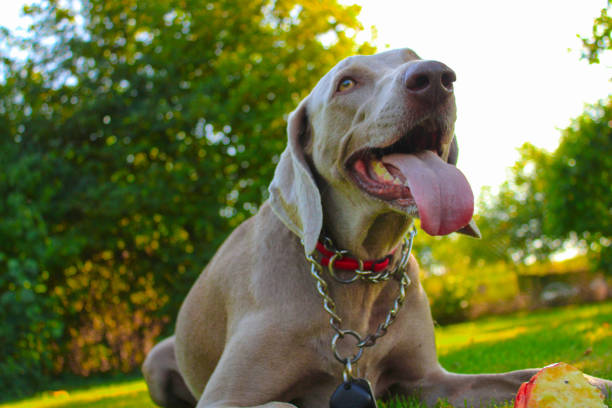 Weimaraner Sars Poteries North of France11 september 2023