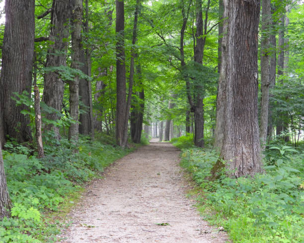 istock Woodland Forest Nature Trail Path 1676692602