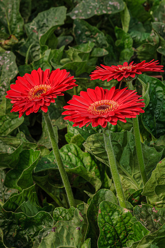 Close-up of red gerbera daisies growing on a central California coast nursery.