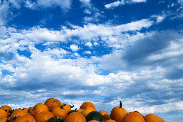 istock Pile of Harvested Pumpkins Under a Dramatic Cloudy Sky 1676706951