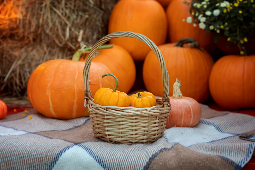Autumn harvest. Small decorative pumpkins in a wicker basket on a plaid blanket.