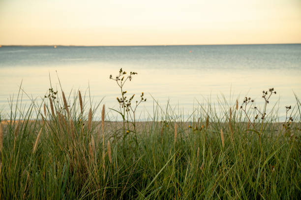 istock evening sunshine in the rye grass at the beach 1676729781