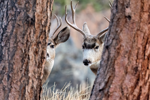 Mule Deer, odocoileus hemionus, Rocky Mountain National Park, Colorado, USA