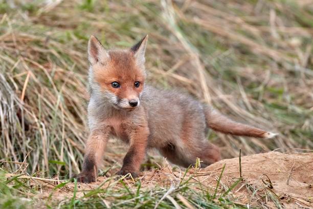 istock Red fox cub in natural habitat (Vulpes vulpes) 1676732504