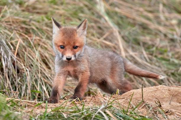 istock Red fox cub in natural habitat (Vulpes vulpes) 1676732505