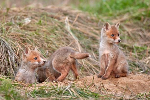 istock Red fox cub in natural habitat (Vulpes vulpes) 1676732883