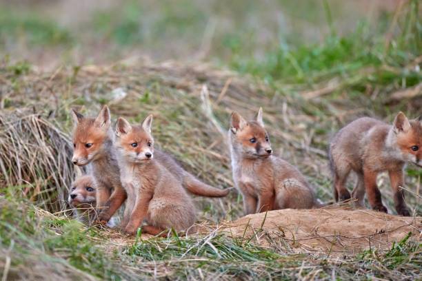 istock Red fox cub in natural habitat (Vulpes vulpes) 1676733017