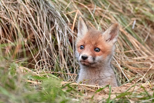 Red fox cub in natural habitat