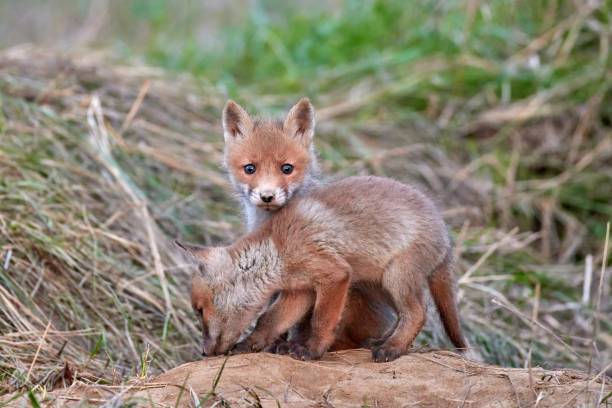 istock Red fox cub in natural habitat (Vulpes vulpes) 1676733025