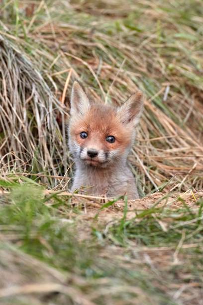 istock Red fox cub in natural habitat (Vulpes vulpes) 1676733027