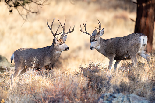 Mature mule deer buck displaying impressive antlers with a rare trait known as a \ndrop tine