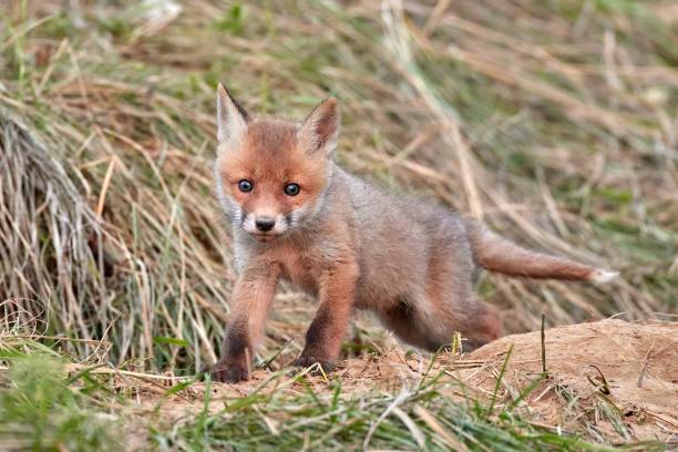 istock Red fox cub in natural habitat (Vulpes vulpes) 1676733051