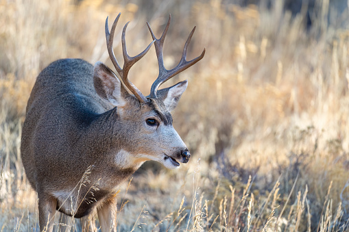 Mule Deer, odocoileus hemionus, Rocky Mountain National Park, Colorado, USA
