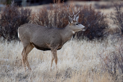 Young Mule Deer (Odocileus hemionus) walking, looking at camera. Grand Canyon National Park. Forest in background.