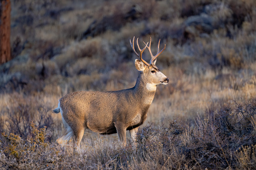 Mature mule deer buck displaying impressive antlers with a rare trait known as a \ndrop tine