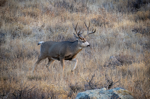 Mule Deer, odocoileus hemionus, Rocky Mountain National Park, Colorado, USA