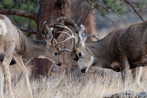 Buck mule deer will lose the velvet on their antlers in early September.