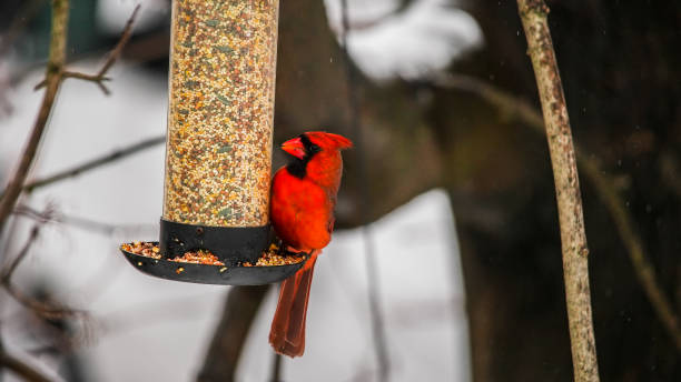 istock Red cardinal male on bird feeder with seeds 1676752117