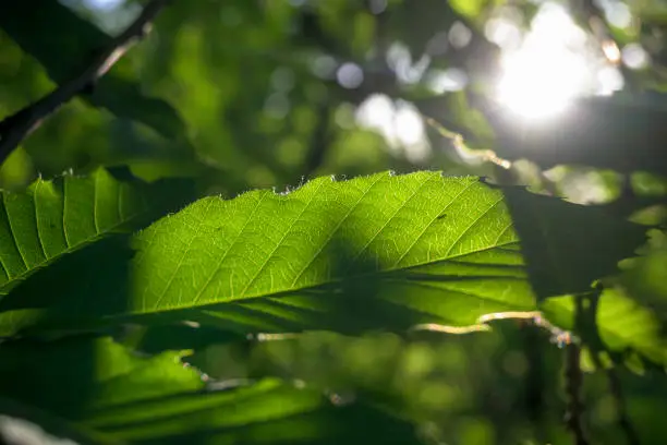 Green chestnut leaf illuminated by the sun and detail of the ramifications