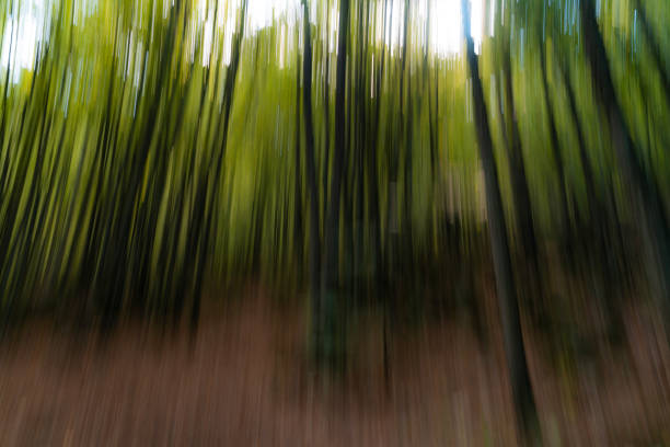 Photographing the forest in linear form using the long exposure technique. By moving the camera from top to bottom, a linear motion effect was given to the forest.Taken in daylight with a full frame camera.