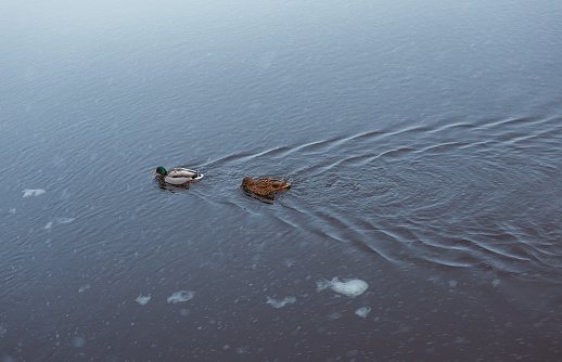 Ducks swim in a river or lake among ice floes in winter on a cold day. Wildlife in the winter landscape. Ducks have fun in winter.