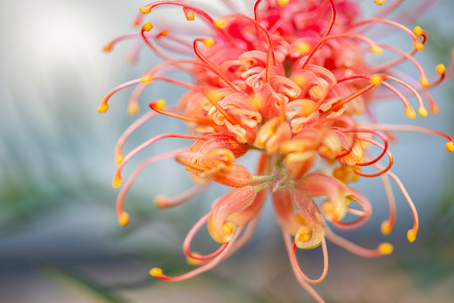 Beautiful Grevillea flower, background with copy space, full frame horizontal composition