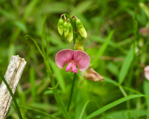 istock Lathyrus sylvestris (Narrow-leaved Everlasting Pea) Pink Wildflower 1676808011