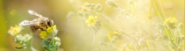 istock bee collects nectar from Potentilla erecta, Tormentilla erecta, Potentilla laeta, Potentilla tormentilla, tormentil, septfoil, erect cinquefoil yellow small wildflowers melliferous plants 1676811267