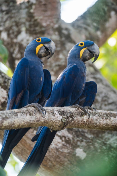 istock Hyacinth Macaw in  forest environment,Pantanal Forest, 1676812346