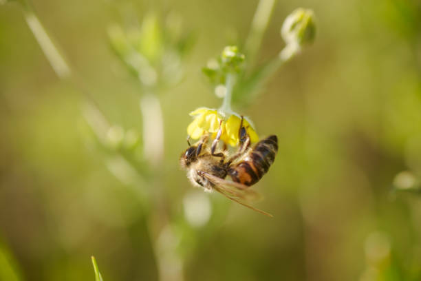 istock bee collects nectar from Potentilla erecta, Tormentilla erecta, Potentilla laeta, Potentilla tormentilla, tormentil, septfoil, erect cinquefoil yellow small wildflowers melliferous plants 1676813473