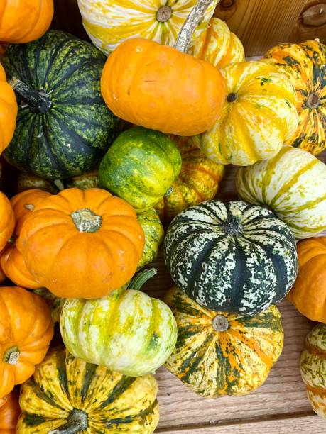 istock Pumpkins and Gourds 1676817306