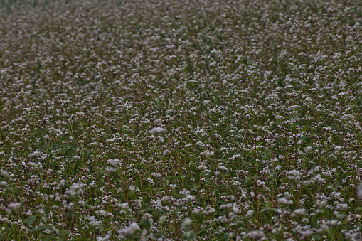 Flowering growing buckwheat plant in agricultural field.