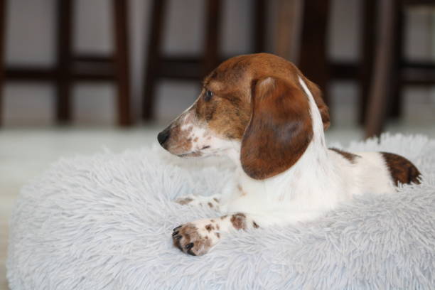 istock Miniature Dachshund Puppy 1676825555