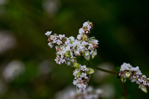 Flowering growing buckwheat plant in agricultural field.