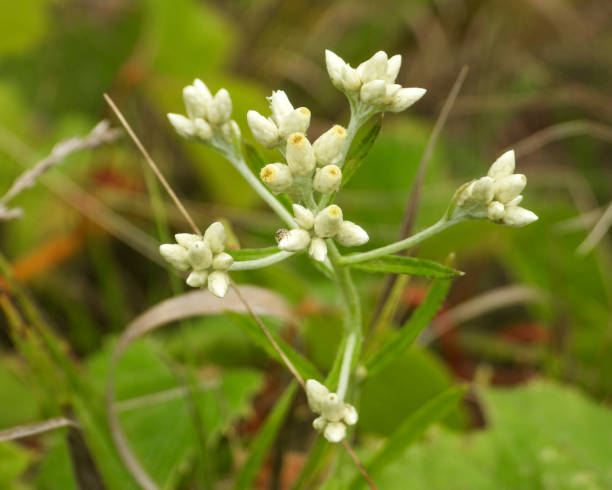 istock Pseudognaphalium obtusifolium (Sweet Everlasting) Native North American Prairie Wildflower 1676839764