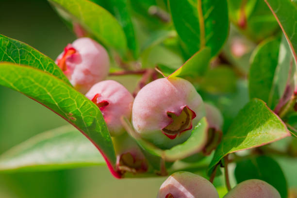 Ripe blueberry cluster on a blueberry bush.
