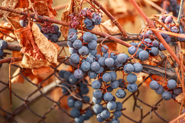 istock Grapevine after the first frost. Wine red grapes for ice wine in Withered darkened yellow leaves of grapes in autumn after the first cold weather. 1676852620