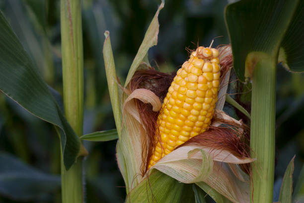istock ripe corn  cob in the field 1676853121