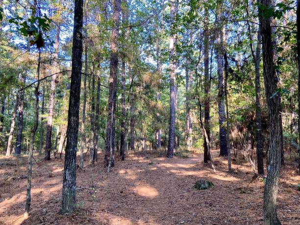 istock Harbison State Forest in Columbia, South Carolina 1676861006