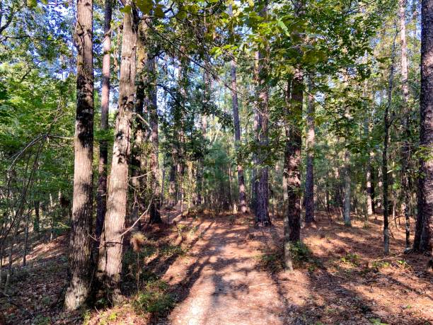 istock Harbison State Forest in Columbia, South Carolina 1676861021