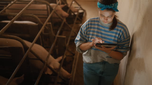SLO MO Young Female Farmer Examining Pigs and Using Digital Tablet while Walking in Pigpen