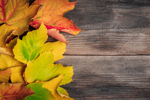 Colorful autumn leaves on a rustic wooden background. Top view