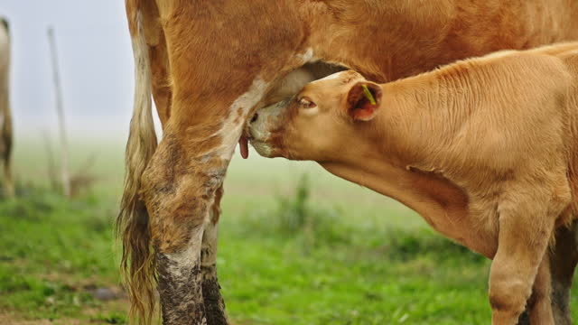 SLO MO Close-Up of Brown Calf Drinking Milk from Mother Cow on Farm during Foggy Weather